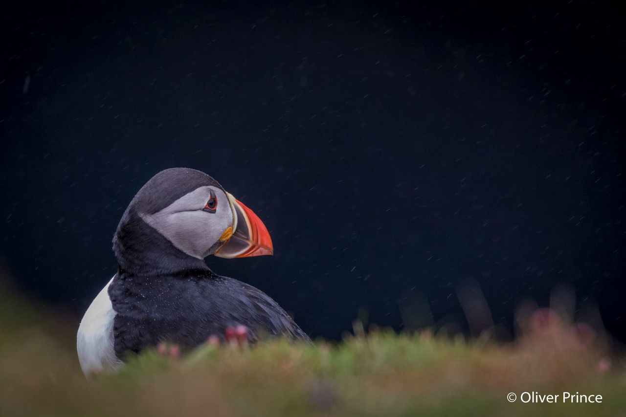Did I just hear that puffin grumble?